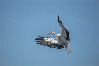 White stork (ciconia ciconia) in flight against background of blue sky. Alsace, France, Europe