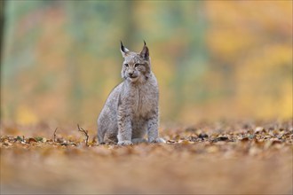 Eurasian lynx (Lynx lynx), in forest at autumn