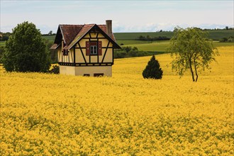 Small half-timbered house surrounded by flowering rape fields, Bamberg, Upper Franconia, Germany,