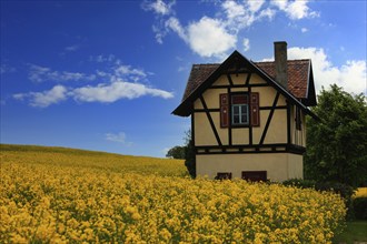 Small half-timbered house surrounded by flowering rape fields, Bamberg, Upper Franconia, Germany,