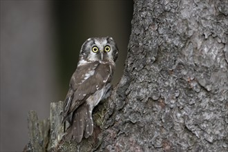 Tengmalm's Owl (Aegolius funereus), Czech Republic, Europe