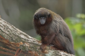 Coppery titi (Callicebus cupreus), portrait, adult, captive