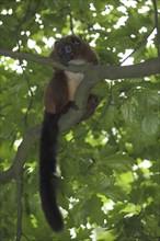 Red-bellied lemur (Eulemur rubriventer), adult, captive