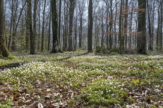 Forest floor covered with wood anemone (Anemone nemorosa), beech forest, Ahaus, Münsterland, North