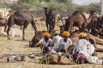 PUSHKAR, INDIA, NOVEMBER 21, 2012: Indian men and camels at Pushkar camel fair (Pushkar Mela),