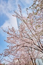 Blooming sakura cherry blossom branch with skyscraper building in background in spring, Seoul,