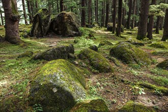 Pine forest with rocks. Manali, Himachal Pradesh India