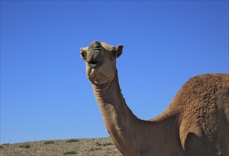 Camels, Oman, Asia