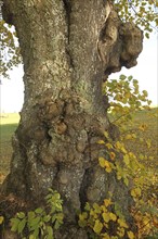 Large-leaved linden (Tilia platyphyllos) trunk with distinct growths, Allgäu, Bavaria, Germany,