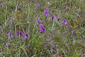 Spotted knapweed blooms (Dactylorhiza maculata) in the tundra, Lapland, Northern Norway,