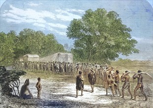 Ivory trade in South Africa, locals carry elephant tusks to a buying place, 1869, South Africa,