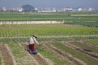 Chinese farmer fertilising crop by pouring out liquid manure from buckets by hand, Yunnan province,