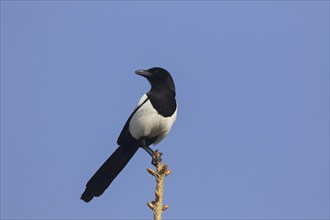 Eurasian magpie (Pica pica), common magpie perched in tree against blue sky