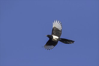 Eurasian magpie (Pica pica), common magpie in flight against blue sky