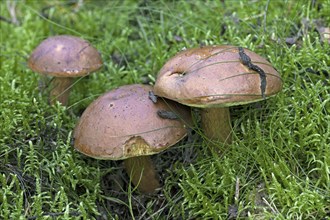 Bay bolete (Xerocomus badius) in autumn forest, Germany, Europe