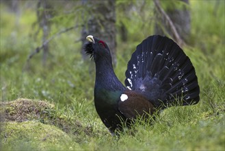 Western capercaillie (Tetrao urogallus) male displaying at courting ground, lek in coniferous