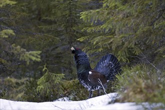 Western Capercaillie (Tetrao urogallus), Wood Grouse, Heather Cock displaying in forest in the snow