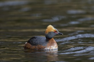 Horned grebe (Podiceps auritus) in breeding plumage swimming in lake