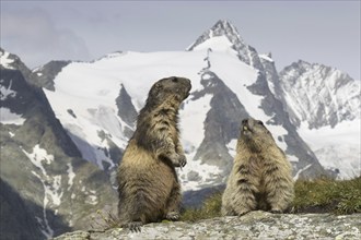 Alpine marmots (Marmota marmota) couple in front of the snow covered mountain Grossglockner, Hohe