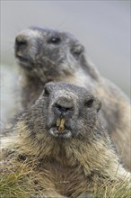 Close-up of Alpine marmot (Marmota marmota) couple showing large sharp incisors, front teeth