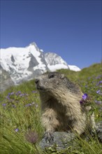 Alpine marmot (Marmota marmota) in front of the snow covered mountain Grossglockner, Hohe Tauern