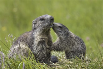 Alpine marmot (Marmota marmota) young greeting parent, Hohe Tauern National Park, Carinthia,