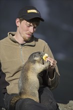 Tourist feeding apple to Alpine marmot (Marmota marmota) sitting on his lap in summer in the Alps |