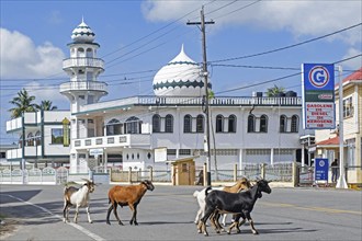 Goats crossing street in front of mosque New Amsterdam Central Jama Masjid, East Berbice-Corentyne