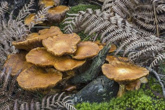 Spectacular rustgill, laughing gym mushroom (Gymnopilus junonius) (Agaricus aureus) (Agaricus