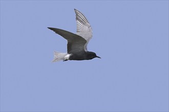 Black tern (Chlidonias niger) in breeding plumage in flight against blue sky