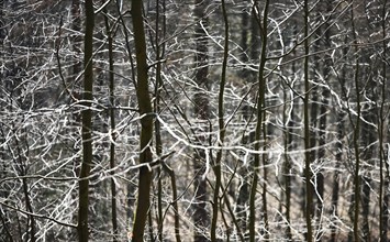 Forest in winter, Germany, Europe