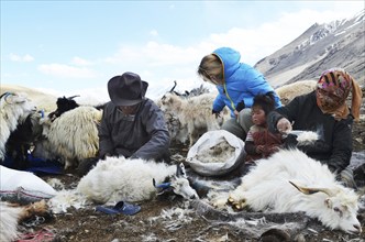 Pashmina goats