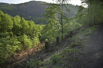 Forest in Sauerland, Germany, Europe