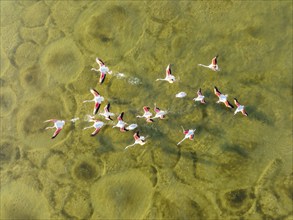 Greater Flamingo (Phoenicopterus roseus), taking off at the shallow lagoon Salinas de Cerrillos