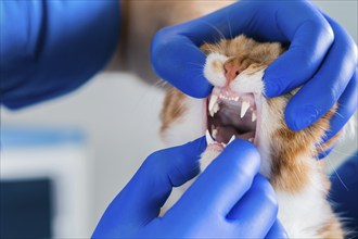 Examination of the cat's mouth and teeth. Veterinary medicine concept. Fat ginger cat.