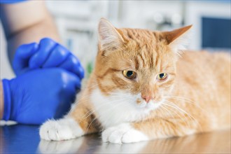 Portrait of a funny ginger cat on the table in the operating room. Veterinary medicine concept.