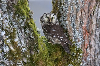 Tengmalm's Owl (Aegolius funereus), adult, on tree, alert, in winter, Bohemian Forest, Czech