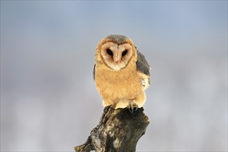 Central European barn owl (Tyto alba guttata), adult, perch, winter, snow, Bohemian Forest, Czech