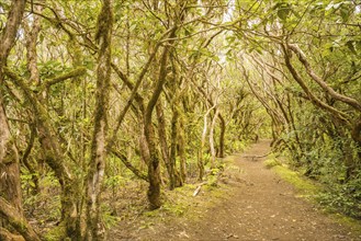 Laurel forest, cloud forest, Anaga Mountains, Tenerife, Canary Islands, Spain, Europe