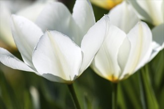 Blooming tulips (Tulipa), Baden-Württemberg, Germany, Europe