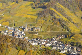 Vineyards in autumn, Mayschoß with parish church, red wine growing region Ahrtal, red wine of the