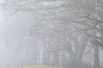 English oaks (Quercus robur) in Nebel, Emsland, Lower Saxony, Germany, Europe