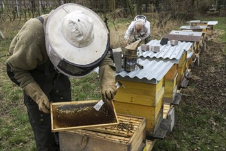 Beehives, honeybees (Apis), beekeeper holding frame, bees sitting on honeycomb in frame,