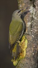 Grey-headed woodpecker (Picus canus), female, on a tree trunk covered with mushrooms, beech,