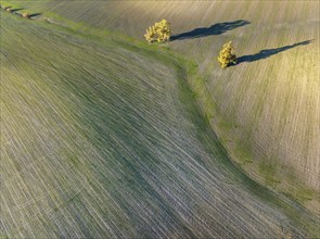 Cultivated fields in winter in the Campiña Cordobesa, the fertile rural area south of the town of