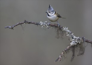 Crested Tit (Lophophanes cristatus), on a branch covered with bearded lichen, Biosphere Reserve,