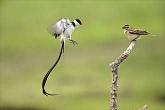 Pin-tailed whydahs (Vidua macroura), pair, mating, Sabie Sand Game Reserve, South Africa, shaking