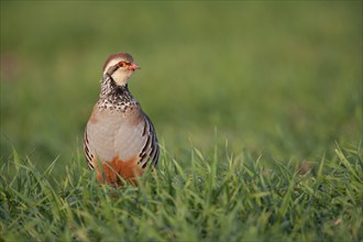 Red legged or French partridge (Alectoris rufa) adult bird calling in a farmland cereal crop,