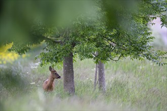 Roe deer (Capreolus capreolus) adult animal under a tree on a farmland field margin, Suffolk,