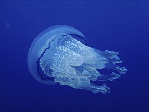 Barrel jellyfish (Rhizostoma pulmo) in front of a monochrome blue background, detachable, dive site